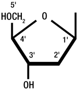 Figure 1: Pentose sugar (deoxyribose) of DNA