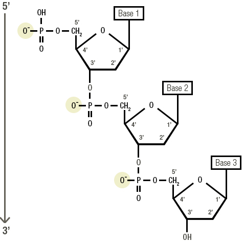 Figure 10: DNA is negatively charged  (a negative charge surrounds the structure
