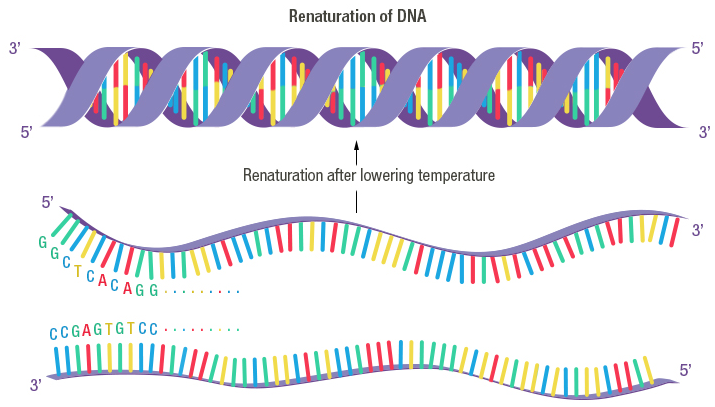 Figure 14: Renaturation of DNA (right arrow)