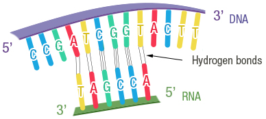 Figure 15:  Denaturation and renaturation of DNA (above).  Hybridization between DNA and RNA (below)
