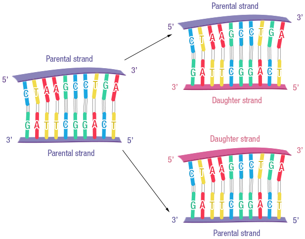 Figure 16: DNA replication is semi-conservative