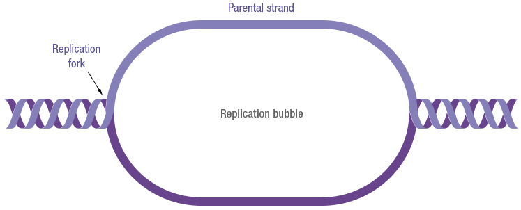 Figure 17 : DNA replication starts at the origin of replication and gives rise to the replication bubble