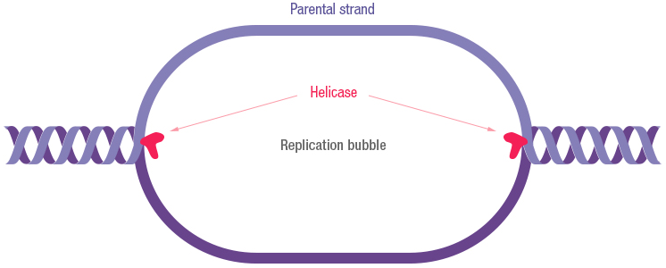 Figure 19: Replication and its major components in eukaryotic cells. Helicase is localized at the fork