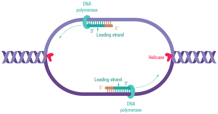 Figure 21: Initiation of the synthesis of the new strand by primase and elongation by DNA polymerase