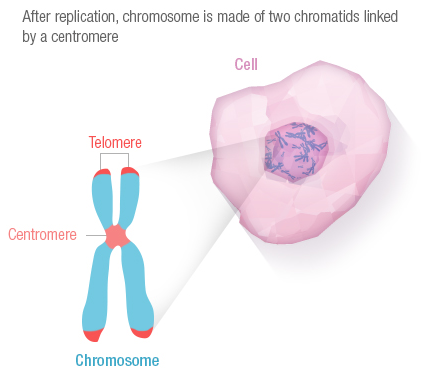 Figure 26: In eukaryotic cells, chromosomes are enclosed in the nucleus