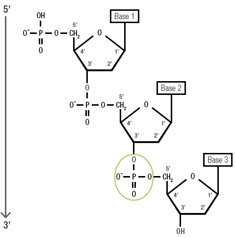 Figure 6: The phosphodiester bond